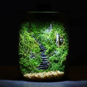 Clear Borosilicate Glass Micro Landscape Terrarium for Succulent Eco-Friendly Flower Pot Container for Home Garden Office