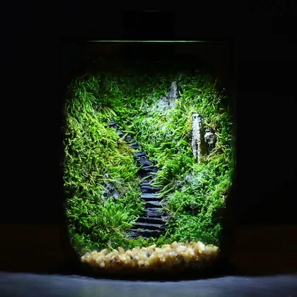 Clear Borosilicate Glass Micro Landscape Terrarium for Succulent Eco-Friendly Flower Pot Container for Home Garden Office